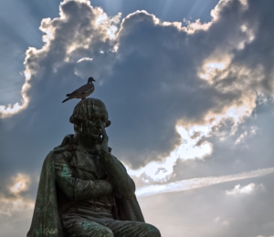 Bird on the head